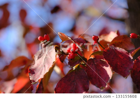 Dogwood fruit Dogwood fruit 133155608