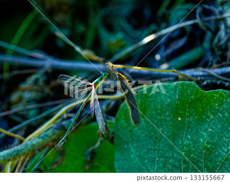 A male large blue damselfly (Alephidae) perched on a branch A male large blue damselfly (Alephidae) perched on a branch 133155667