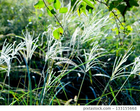 秋天的Nanakusa Susuki 133155668