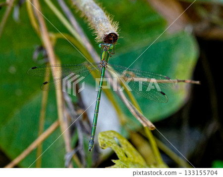 A male large blue damselfly (Alephidae) perched on a branch A male large blue damselfly (Alephidae) perched on a branch 133155704