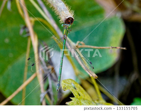 一隻雄性大藍豆娘(Alephidae)棲息在樹枝上 一隻雄性大藍豆娘(Alephidae)棲息在樹枝上 133155705