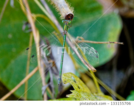 A male large blue damselfly (Alephidae) perched on a branch A male large blue damselfly (Alephidae) perched on a branch 133155706