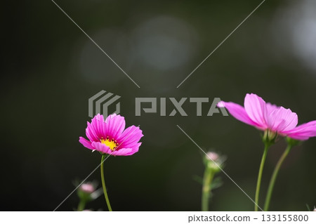 為秋季增添色彩的波斯菊 為秋季增添色彩的波斯菊 133155800