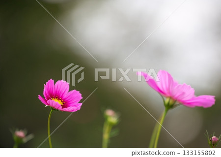 為秋季增添色彩的波斯菊 133155802