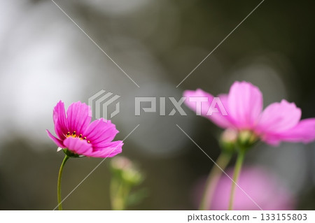 為秋季增添色彩的波斯菊 為秋季增添色彩的波斯菊 133155803