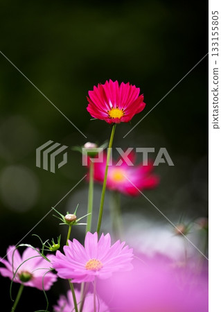 為秋季增添色彩的波斯菊 為秋季增添色彩的波斯菊 133155805
