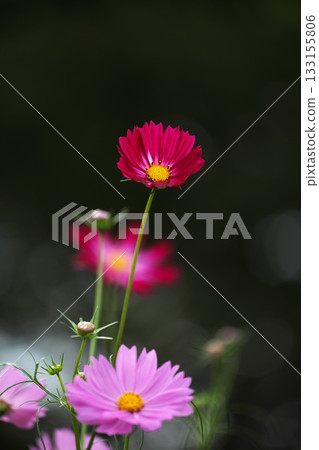 為秋季增添色彩的波斯菊 為秋季增添色彩的波斯菊 133155806