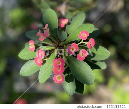 Black marishiten Black marishiten Black marishiten Black marishiten 133155821