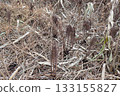 Cycad (Ogata Village, Akita Prefecture, 251115) 133155827