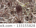 Cycad (Ogata Village, Akita Prefecture, 251115) 133155828