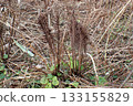 Cycad (Ogata Village, Akita Prefecture, 251115) 133155829
