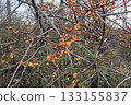 Celastrus orbiculatus (Ogata Village, Akita Prefecture, 251115) 133155837