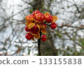 Celastrus orbiculatus (Ogata Village, Akita Prefecture, 251115) 133155838