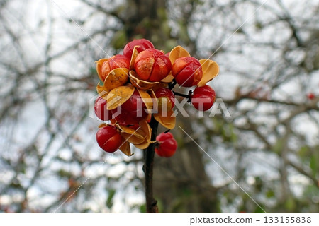 圓環南蛇藤（秋田縣尾形村，251115） 133155838