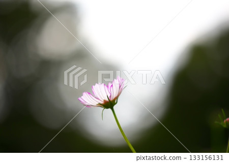 秋色:一片波斯菊花海 秋色:一片波斯菊花海 133156131