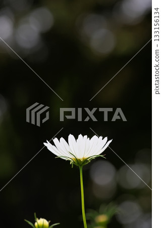 Autumn colors: A swarm of cosmos flowers 133156134