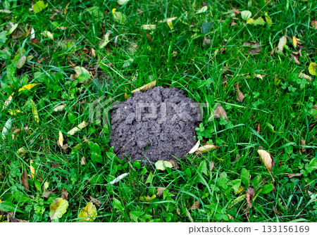 Soil mound in a grassy area surrounded by fallen leaves during autumn Soil mound in a grassy area surrounded by fallen leaves during autumn 133156169