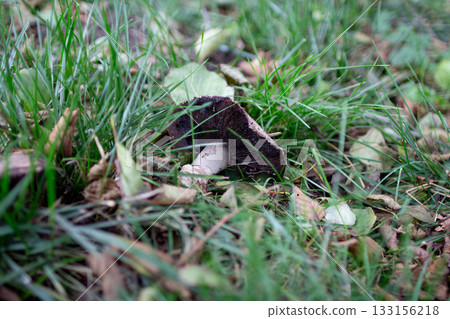 Freshly grown mushroom nestled in green grass on a cool autumn day in the forest 133156218