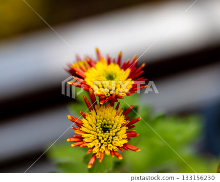 Bright red and yellow flowers bloom in a garden setting during springtime Bright red and yellow flowers bloom in a garden setting during springtime 133156230