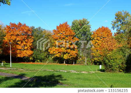 Vibrant autumn trees stand tall in a grassy park under a clear blue sky Vibrant autumn trees stand tall in a grassy park under a clear blue sky 133156235