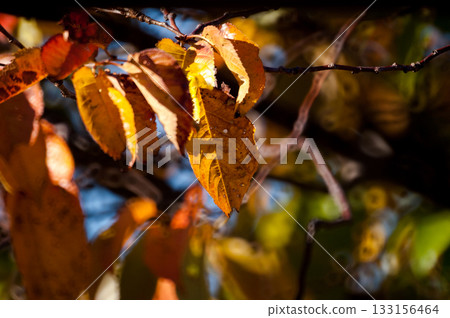 信濃川和安城堤上的櫻花秋葉 133156464