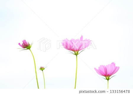 秋天的天空和波斯菊花 秋天的天空和波斯菊花 133156478