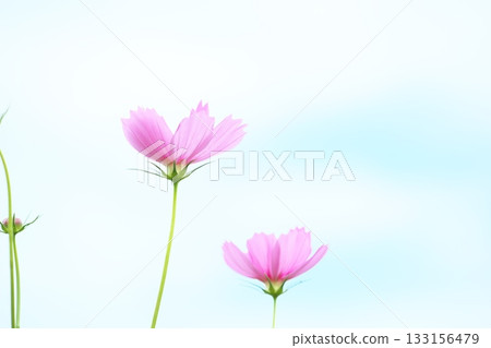 Autumn sky and cosmos flowers Autumn sky and cosmos flowers 133156479