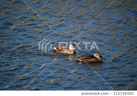 信濃川安城堤岸上的輕毛 133156485