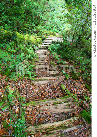 Yakushima Forest Scenery: Hiking Course 3 in the Primeval Forest Yakushima Forest Scenery: Hiking Course 3 in the Primeval Forest 133156914