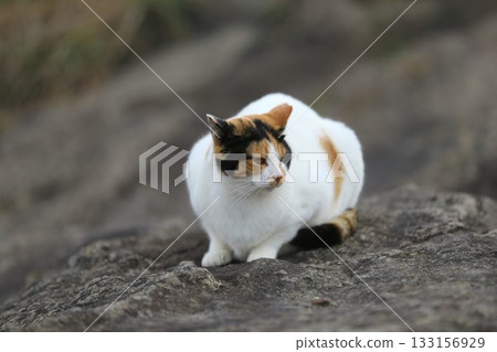 A cat living on Jogashima Island on the Miura Peninsula 133156929