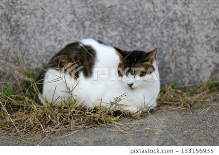 在三浦半島城島，一隻貓變得圓滾滾的。 133156935