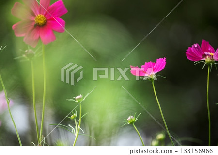 美麗的粉紅色波斯菊 133156966