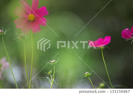 美麗的粉紅色波斯菊 133156967