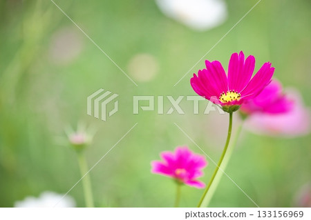 美麗的粉紅色波斯菊 133156969