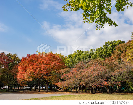 Autumn park scenery with the trees beginning to change color (Kiyosumi Park, Koto Ward, Tokyo) 133157054