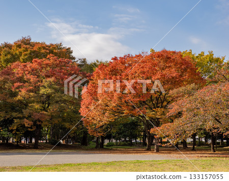 Autumn park scenery with the trees beginning to change color (Kiyosumi Park, Koto Ward, Tokyo) 133157055