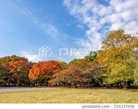 Autumn park scenery with the trees beginning to change color (Kiyosumi Park, Koto Ward, Tokyo) 133157056