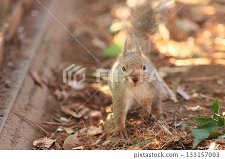 A running Japanese squirrel A running Japanese squirrel 133157093