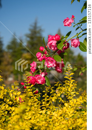 湛藍的天空中綻放著玫瑰的風景 湛藍的天空中綻放著玫瑰的風景 133157116
