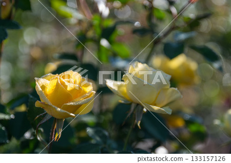 湛藍的天空中綻放著玫瑰的風景 133157126