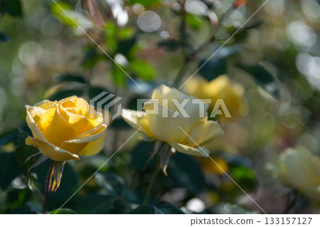 湛藍的天空中綻放著玫瑰的風景 133157127