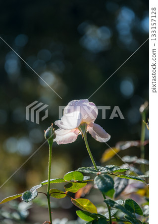 A landscape of roses blooming in the clear blue sky 133157128