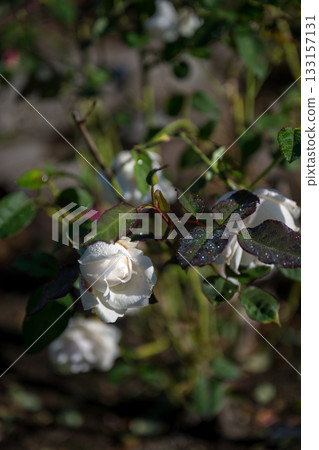 湛藍的天空中綻放著玫瑰的風景 133157131