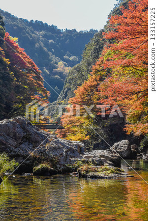 京都清瀧川沿岸的秋葉 京都清瀧川沿岸的秋葉 133157225