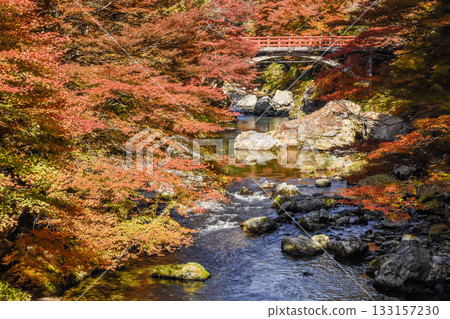 京都清瀧川沿岸的秋葉 京都清瀧川沿岸的秋葉 133157230