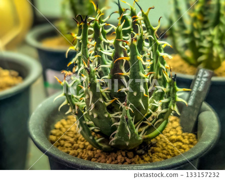 室內植物 - 埃利納凱亞 133157232