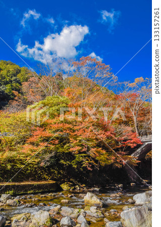 京都清瀧川沿岸的秋葉 京都清瀧川沿岸的秋葉 133157261