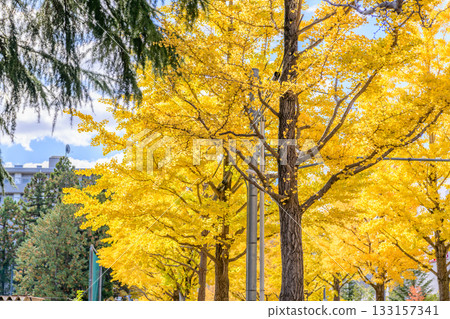 仙台,上杉山街,秋天 仙台,上杉山街,秋天 133157341