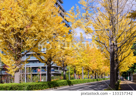 仙台,上杉山街,秋天 仙台,上杉山街,秋天 133157342