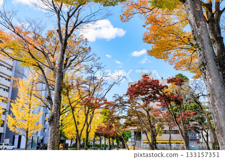 仙台，上杉山街，秋天 133157351